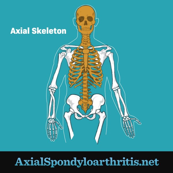 A human axial skeleton which includes the skull, spine, and ribs.