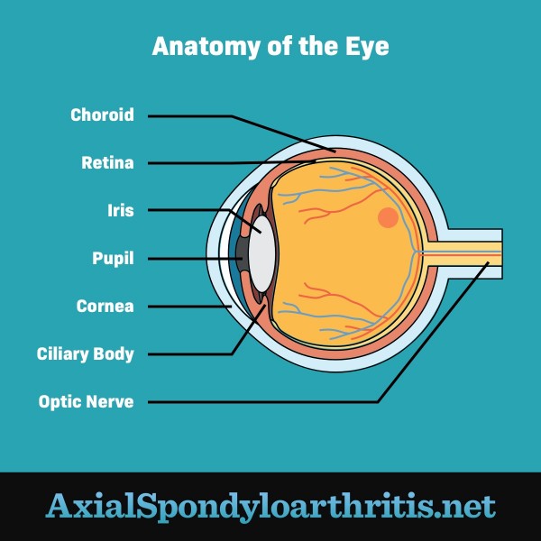 A diagram of a normal eye showing the parts uveitis affects.